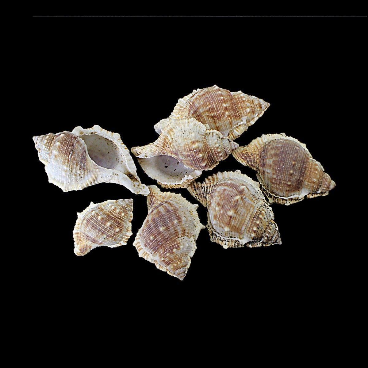 Pack Of 7 Assorted Coral Sea Shells Decor  Fish and Aquarium Sea Shells 4529 (Large Letter Rate)