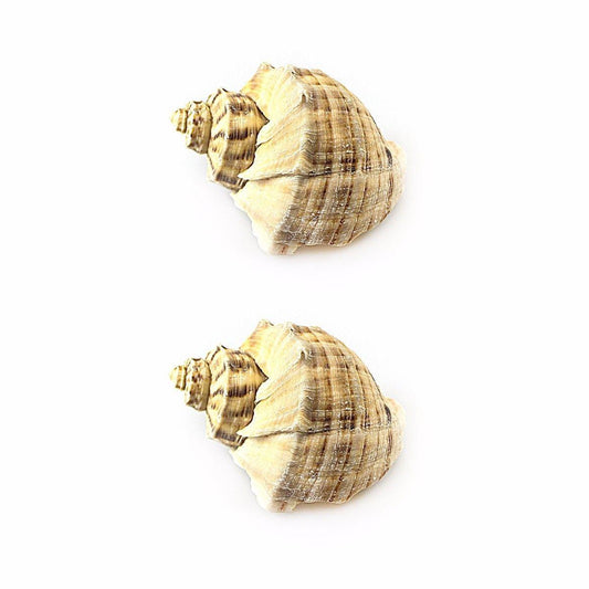 Pack Of 2 Sea Shells Approx 10cm Decor For Your Fish Tank Aquarium 3638 (Parcel Rate)