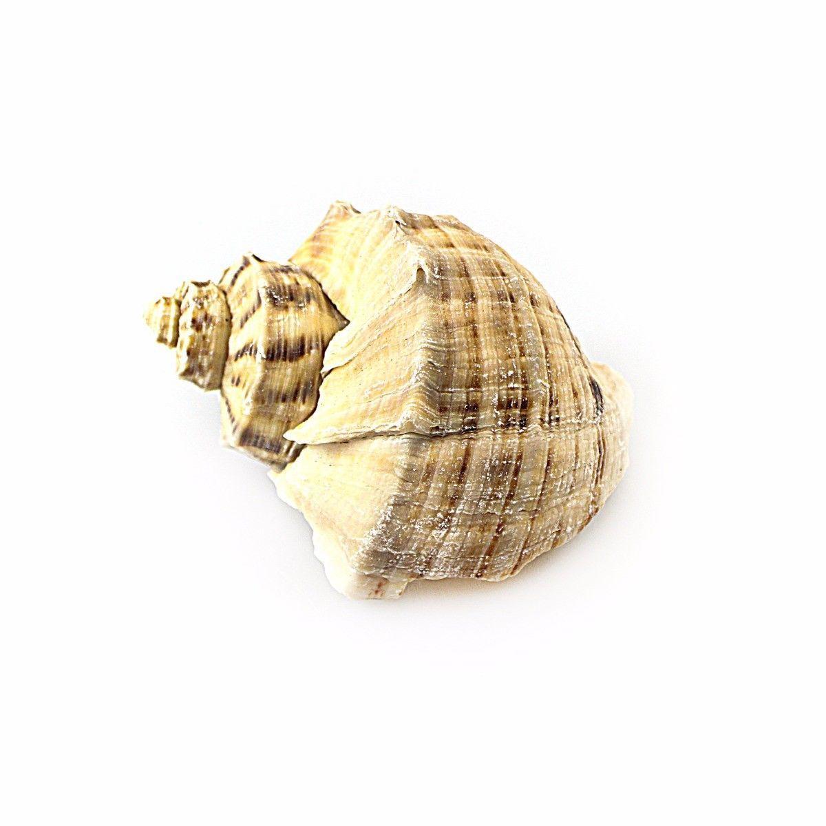 Pack Of 2 Sea Shells Approx 10cm Decor For Your Fish Tank Aquarium 3638 (Parcel Rate)